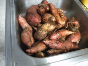 Our 20+ lbs of freshly harvested sweet potatoes, about to be cleaned.